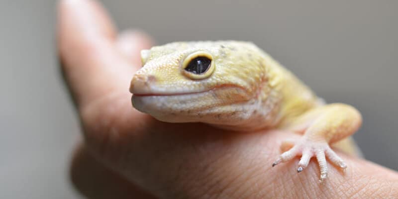  Atención a animales exóticos, zoológico y vida silvestre