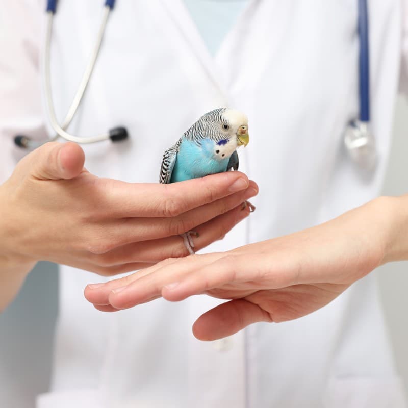 Contactar con Clínica Veterinaria Miño