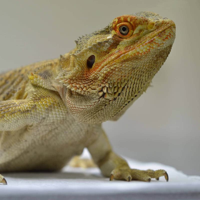 Clínica Veterinario Miño