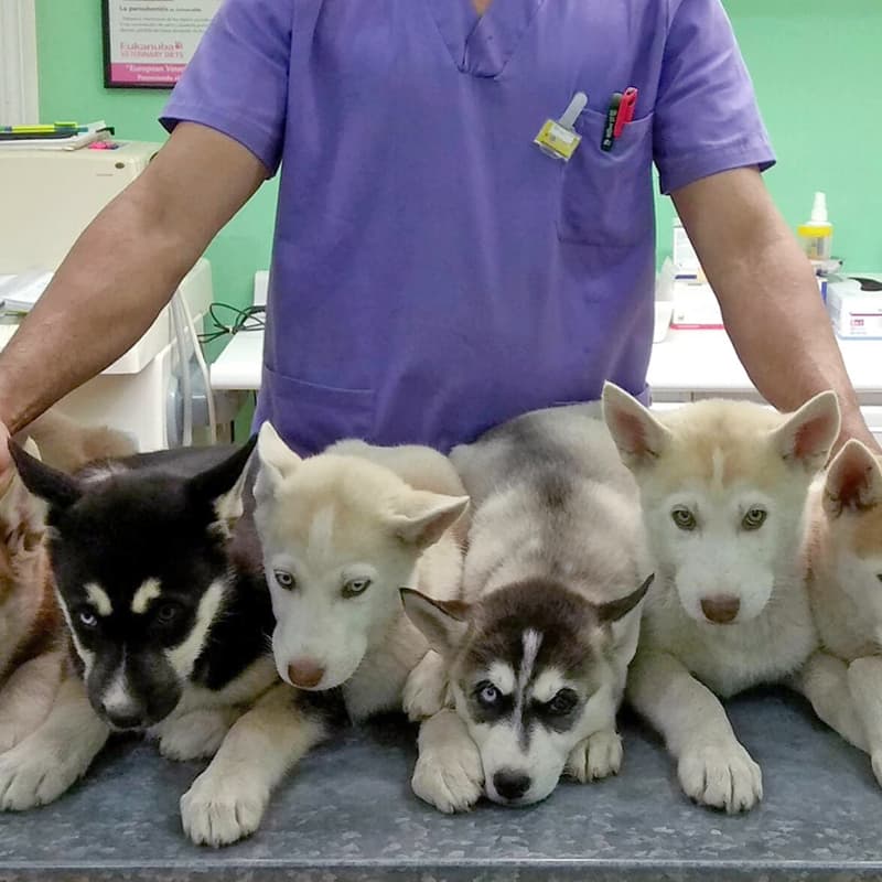Clínica Veterinario Miño