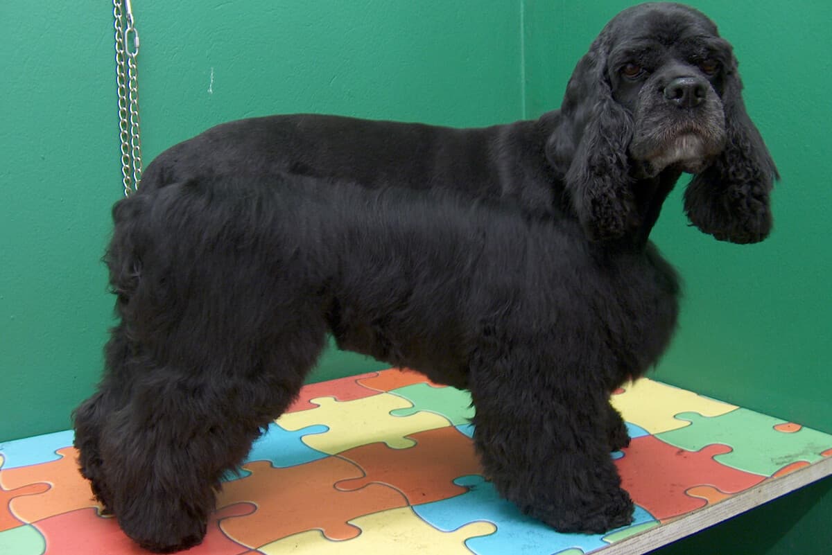 Peluquería