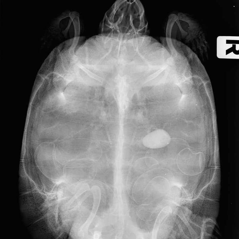 Necropsia y análisis postmortem