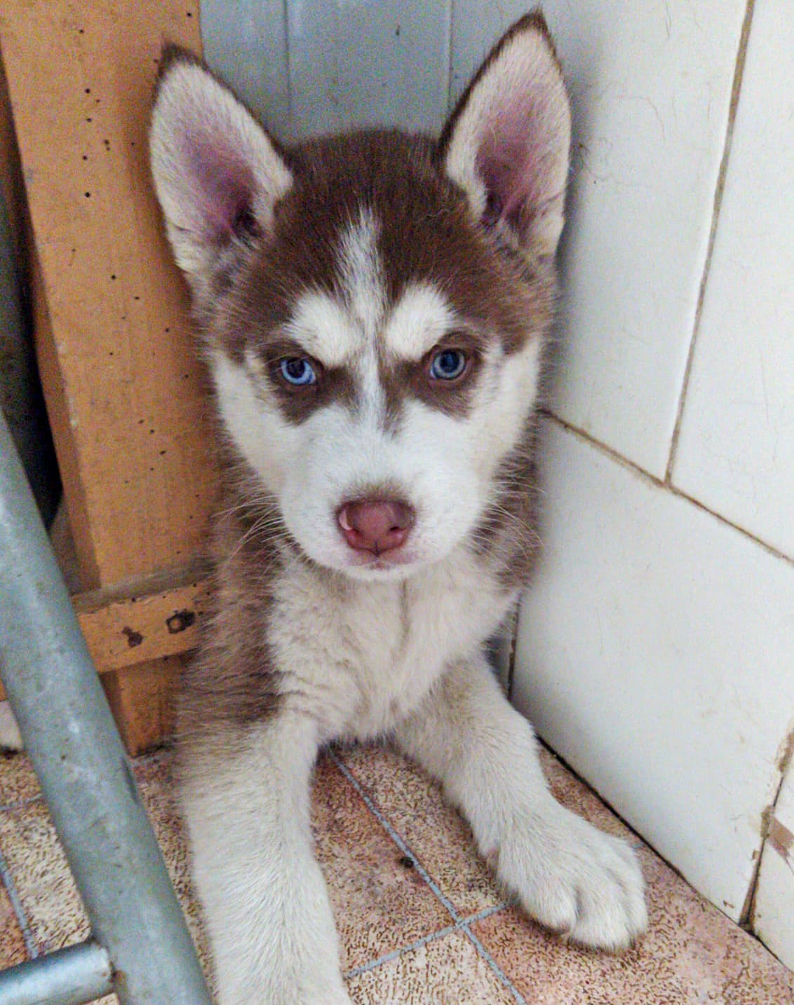 Nuestros veterinarios en Miño resuelven sus dudas