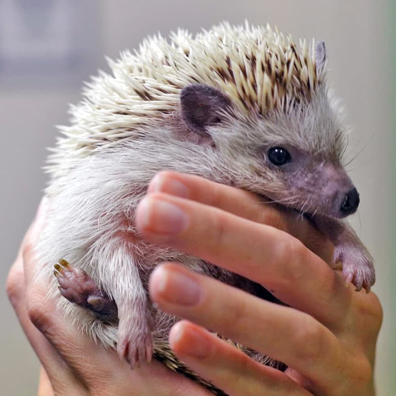 Servicios clínicos especializados para animales
