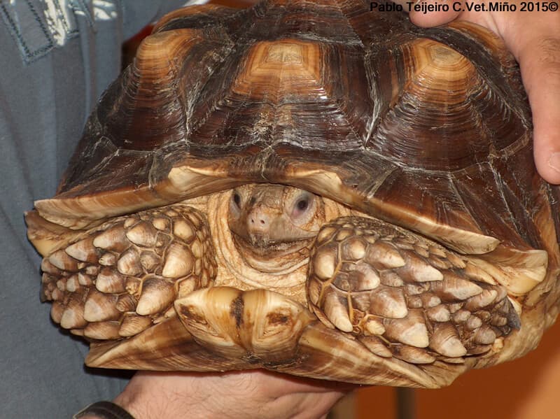 Atención veterinaria en Miño para cualquier animal o problema