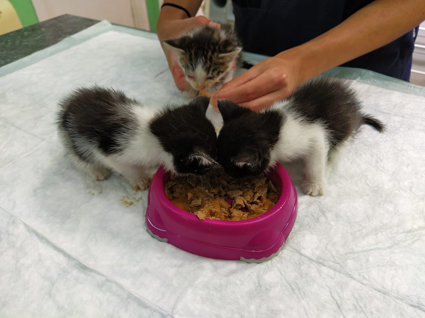 Gatos y perros