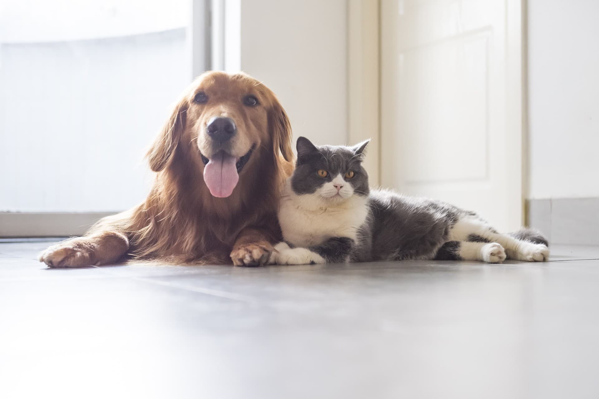 ¡Llámenos si necesita a un veterinario de urgencia!