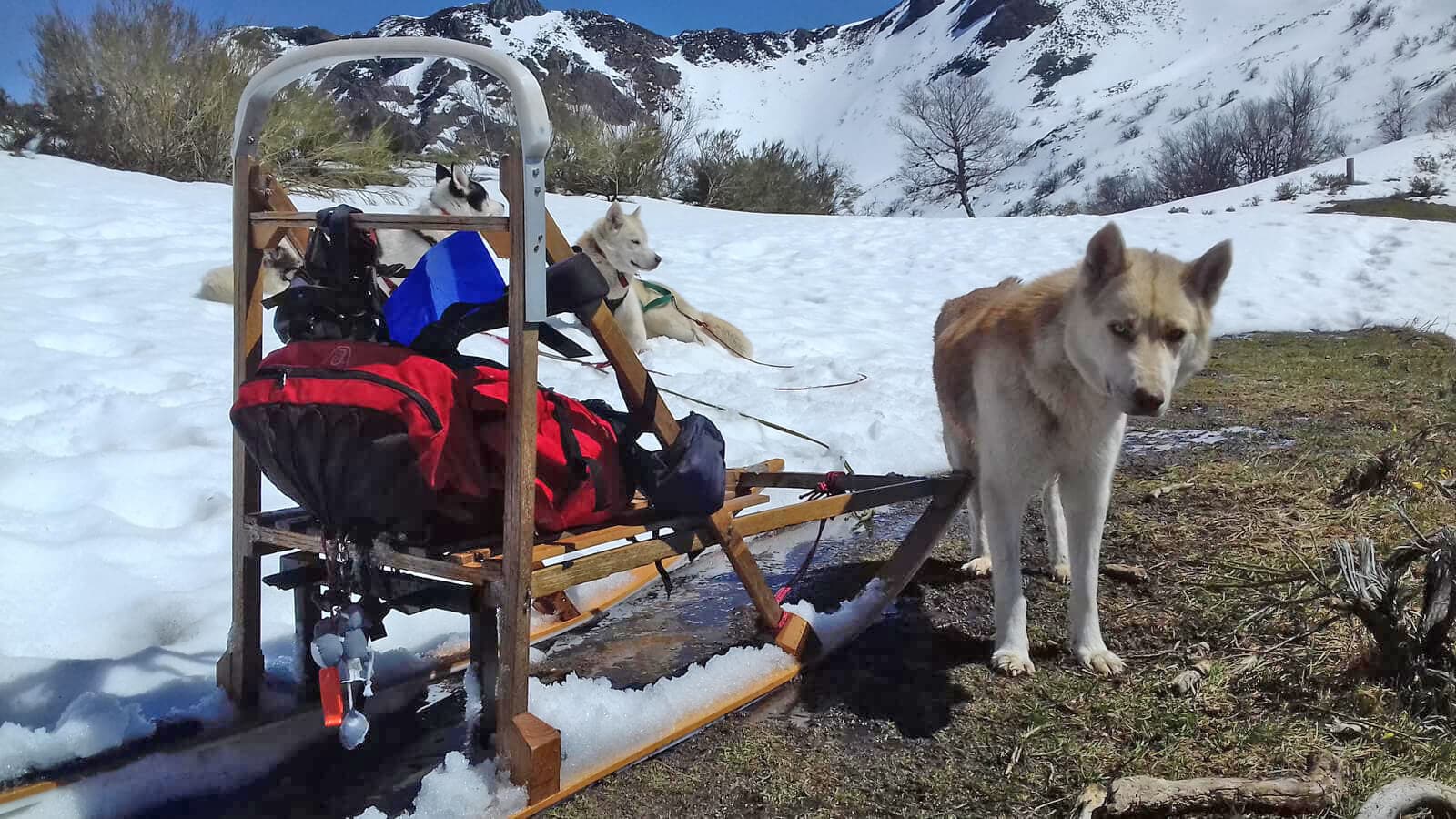 Su centro veterinario de confianza para el cuidado de su mascota